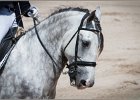 Pferd International 075